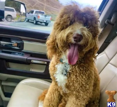 Australian Labradoodles