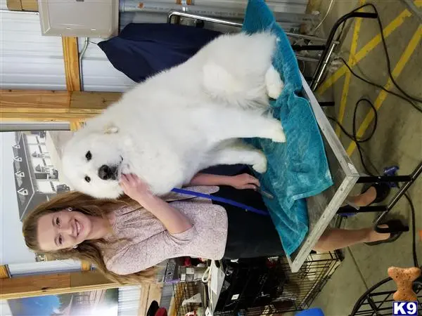 Great Pyrenees stud dog