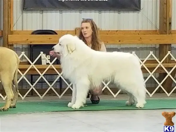 Great Pyrenees stud dog