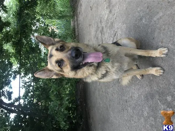 German Shepherd stud dog: a german shepherd dog standing on a concrete surface