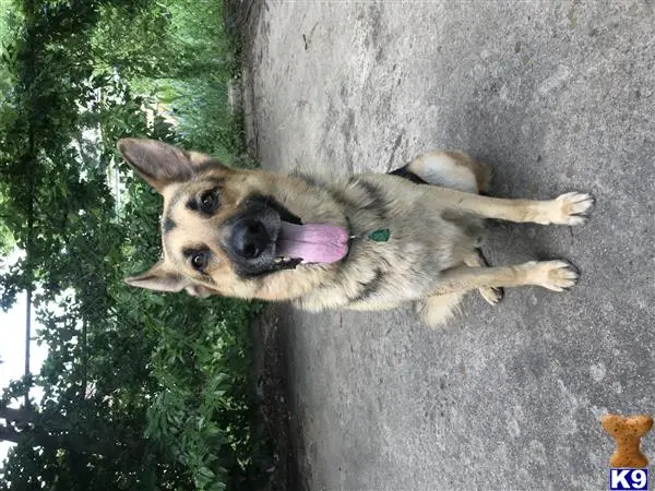 German Shepherd stud dog: a german shepherd dog standing on a concrete surface