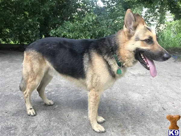 German Shepherd stud dog: a german shepherd dog standing outside
