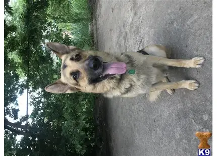 German Shepherd stud dog: a german shepherd dog standing on a concrete surface
