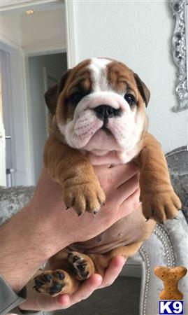 English Bulldog dog