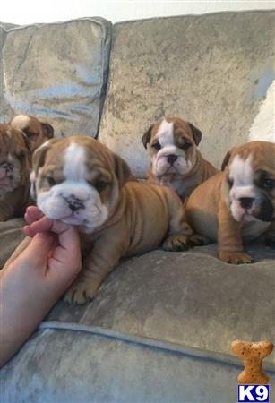 English Bulldog dog