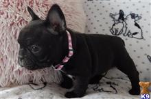french bulldog puppy posted by markkendy