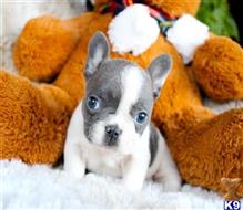 french bulldog puppy posted by markkendy
