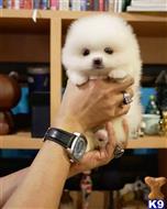 pomeranian puppy posted by markkendy