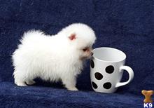 pomeranian puppy posted by markkendy