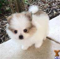 pomeranian puppy posted by markkendy