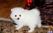 pomeranian puppy posted by markkendy
