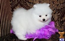 pomeranian puppy posted by markkendy