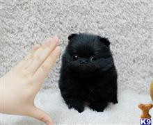 pomeranian puppy posted by markkendy