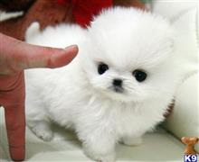 pomeranian puppy posted by markkendy