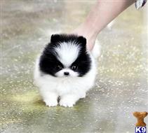 pomeranian puppy posted by markkendy