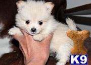 pomeranian puppy posted by markkendy