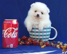 pomeranian puppy posted by markkendy