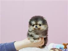 pomeranian puppy posted by markkendy