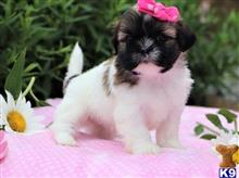 shih tzu puppy posted by marksmille541