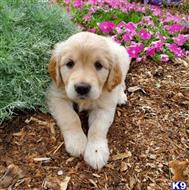golden retriever puppy posted by marksmille666