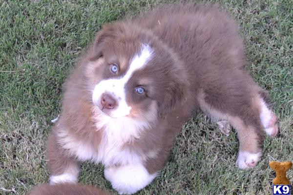 Australian Shepherd