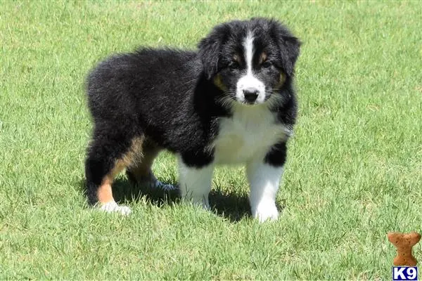 Australian Shepherd puppy for sale