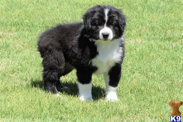 Australian Shepherd puppy for sale