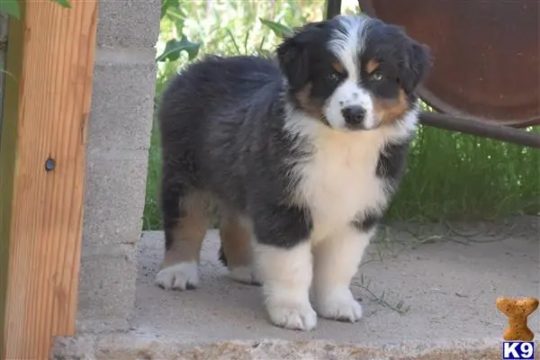 Australian Shepherd puppy for sale