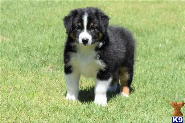 Australian Shepherd puppy for sale