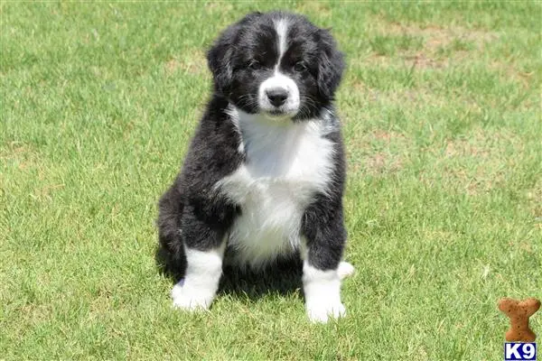 Australian Shepherd puppy for sale