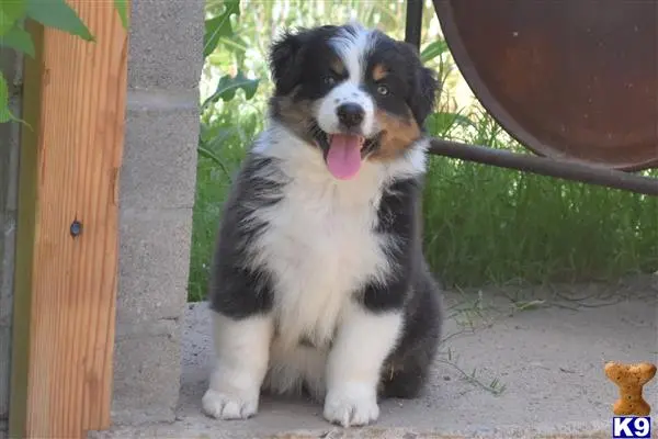 Australian Shepherd puppy for sale