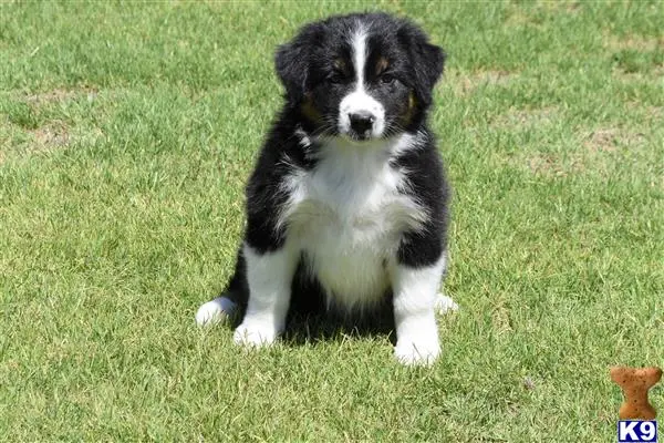 Australian Shepherd puppy for sale