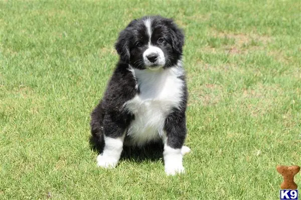 Australian Shepherd puppy for sale