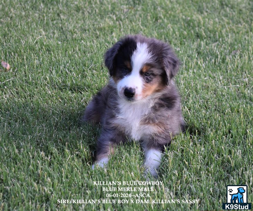 a australian shepherd dog standing in grass