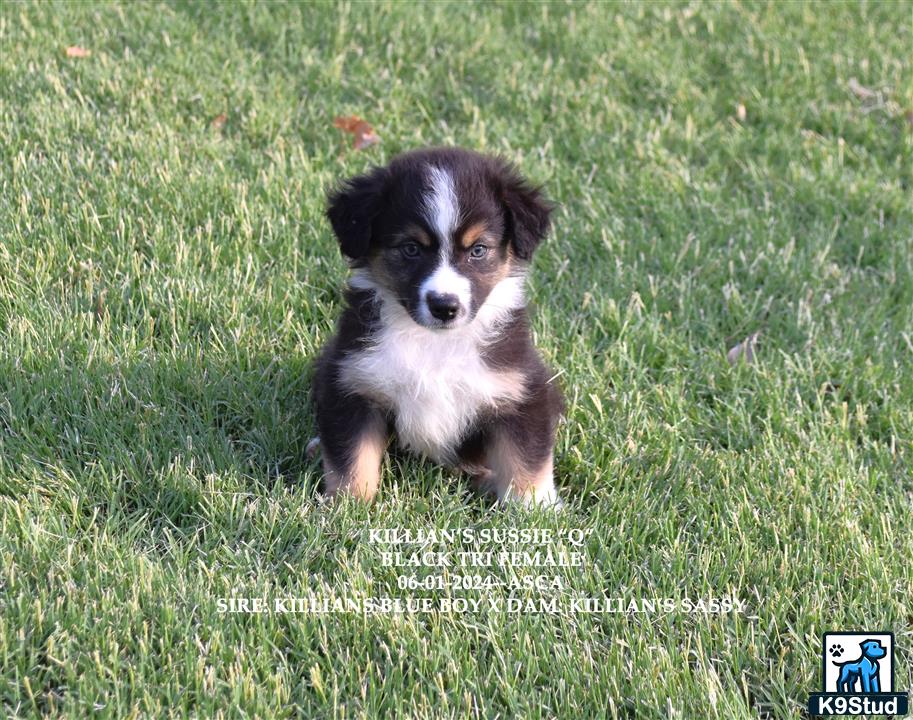 a australian shepherd dog sitting in the grass