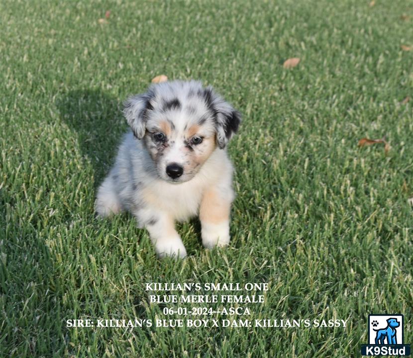 a australian shepherd dog standing in grass