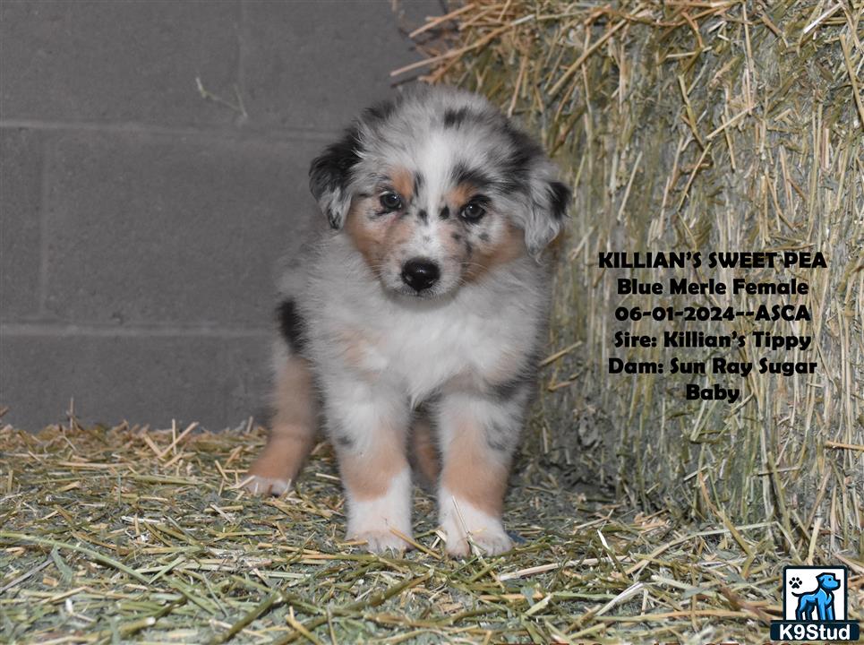 a australian shepherd puppy standing on hay