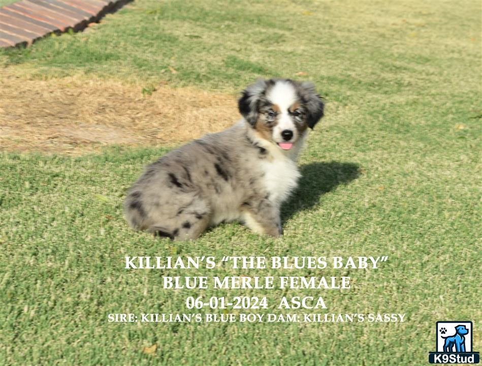 a australian shepherd dog running on grass
