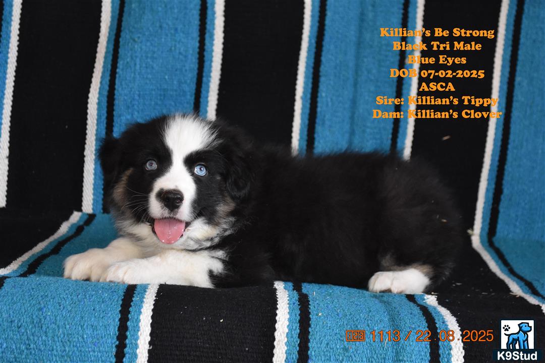 two australian shepherd dogs in a box