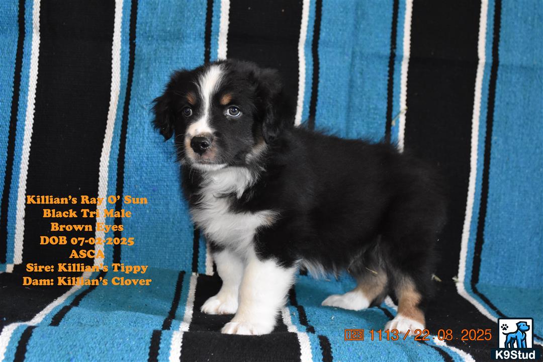 a australian shepherd dog sitting on a blue and white striped surface