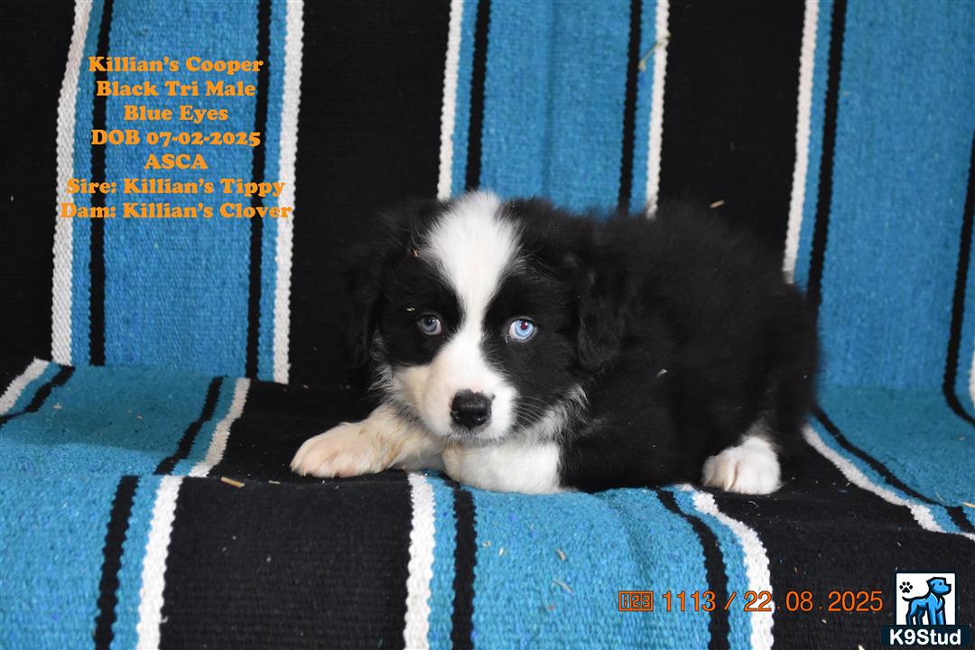 a australian shepherd dog lying on a blanket