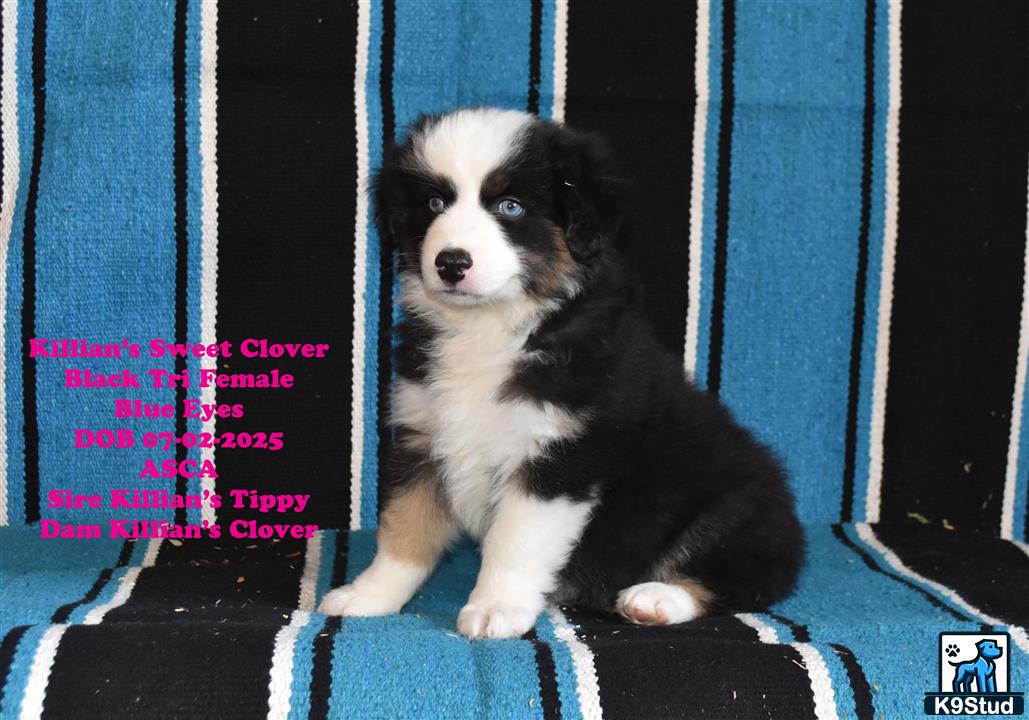 a australian shepherd dog sitting on a chair