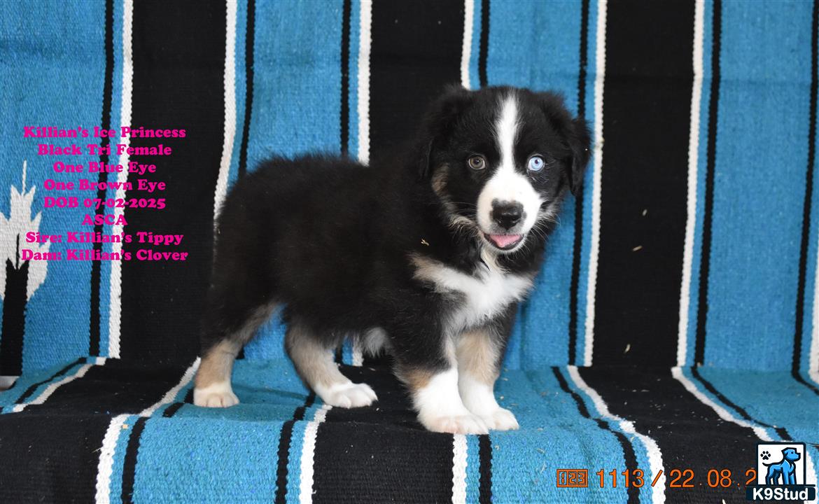 a australian shepherd dog sitting on a blue crate