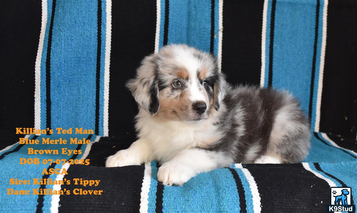 a australian shepherd dog sitting on a persons lap