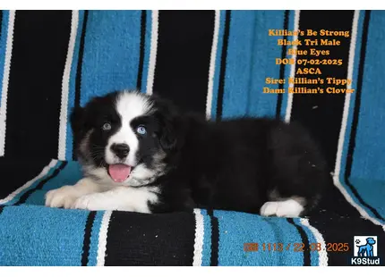 two australian shepherd dogs in a box
