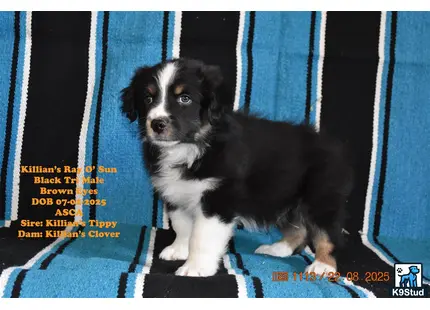 a australian shepherd dog sitting on a blue and white striped surface