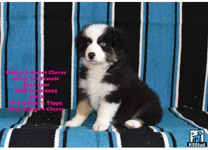 a australian shepherd dog sitting on a chair