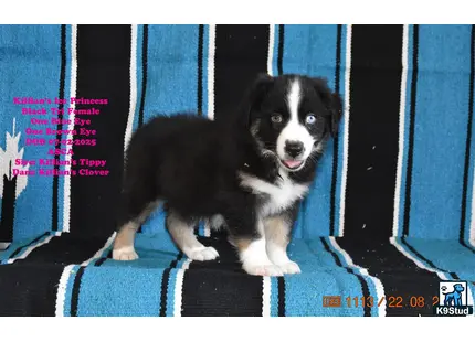 a australian shepherd dog sitting on a blue crate