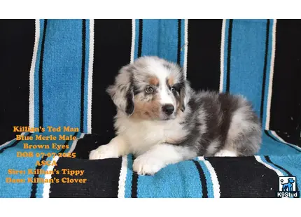 a australian shepherd dog sitting on a persons lap