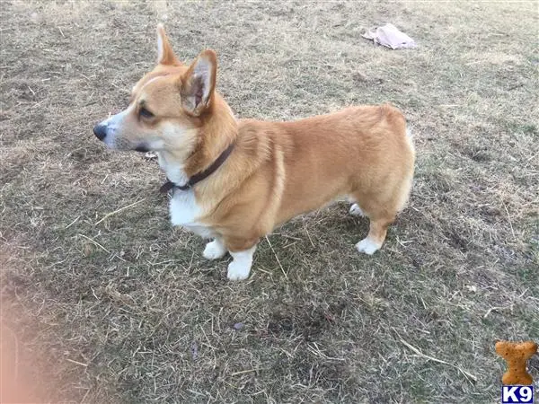 Pembroke Welsh Corgi stud dog